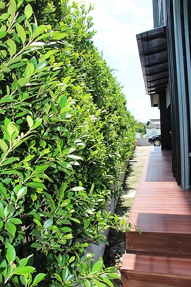 1 Bed Condo · Mueang Chon Buri, chon_buri — photo 5