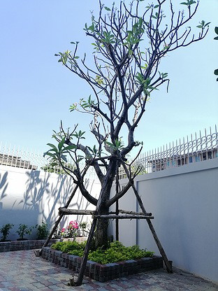 Condo · Mueang Nonthaburi, nonthaburi — photo 5