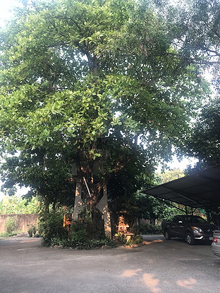 Condo · chiang_mai