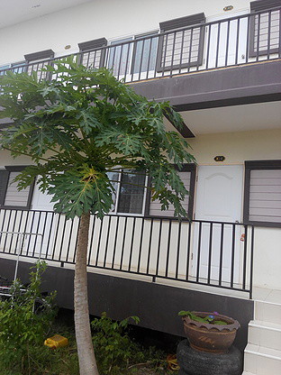 1 Bed Condo · nonthaburi