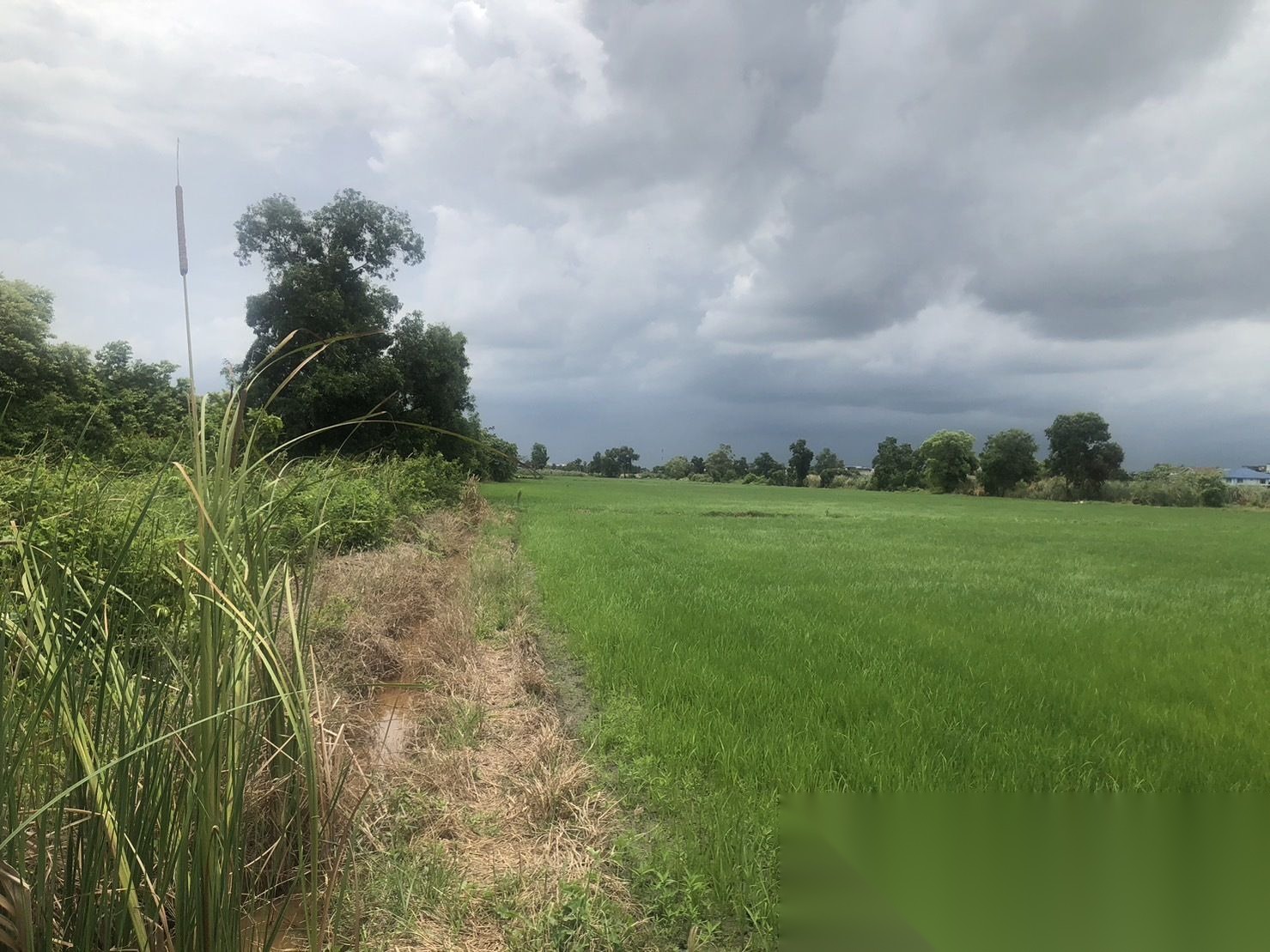 Land for Sale Soi Leap Wari 59 Nong Chok, 61 SQM — photo 2